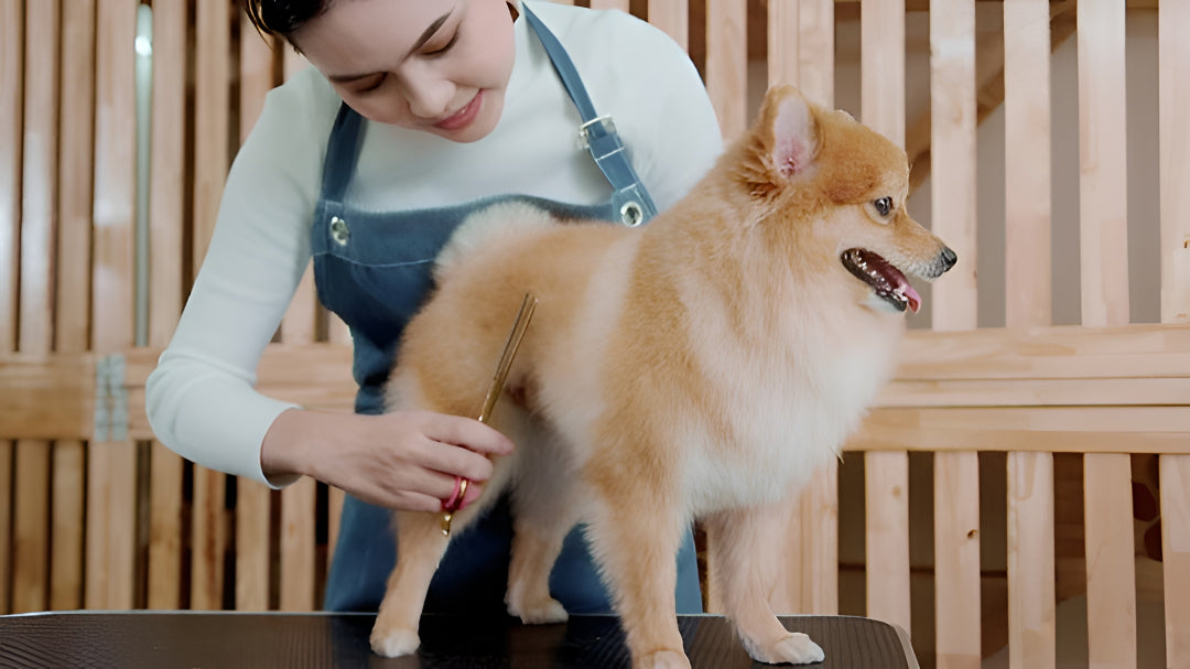Essential Pet Grooming Tips For Every Pets