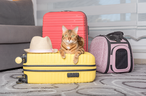 Comfortable Pet Carriers For Safe Travel