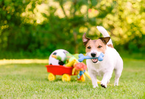 Choosing Perfect Pet Toys For Daily Fun